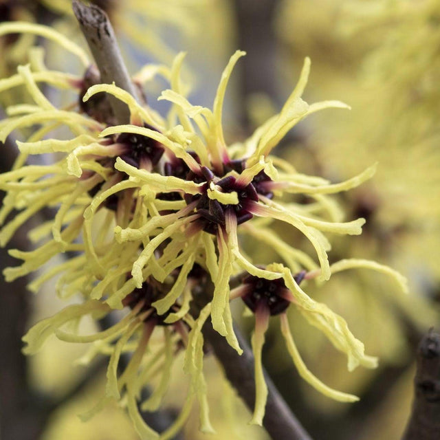 Witch Hazel - Hamamelis x intermedia Arnold-Deciduous,Flowering,Moderate Water,Ornamental,Outdoor,Partial Shade,Slow Growing-Nursery Near Me