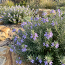 Wynyabbie Gem Coastal Rosemary
