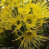 XANTHOSTEMON chrysanthus (Golden Penda) - Ex Ground-Evergreen,Ex Ground,Fast Growing,Flowering,Full Sun,Moderate Water,Native,Outdoor,Tree-Nursery Near Me