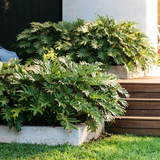 Large green Xanadu Philodendron - Philodendron xanadu in raised concrete planters add a tropical vibe next to wooden steps and a grassy lawn.