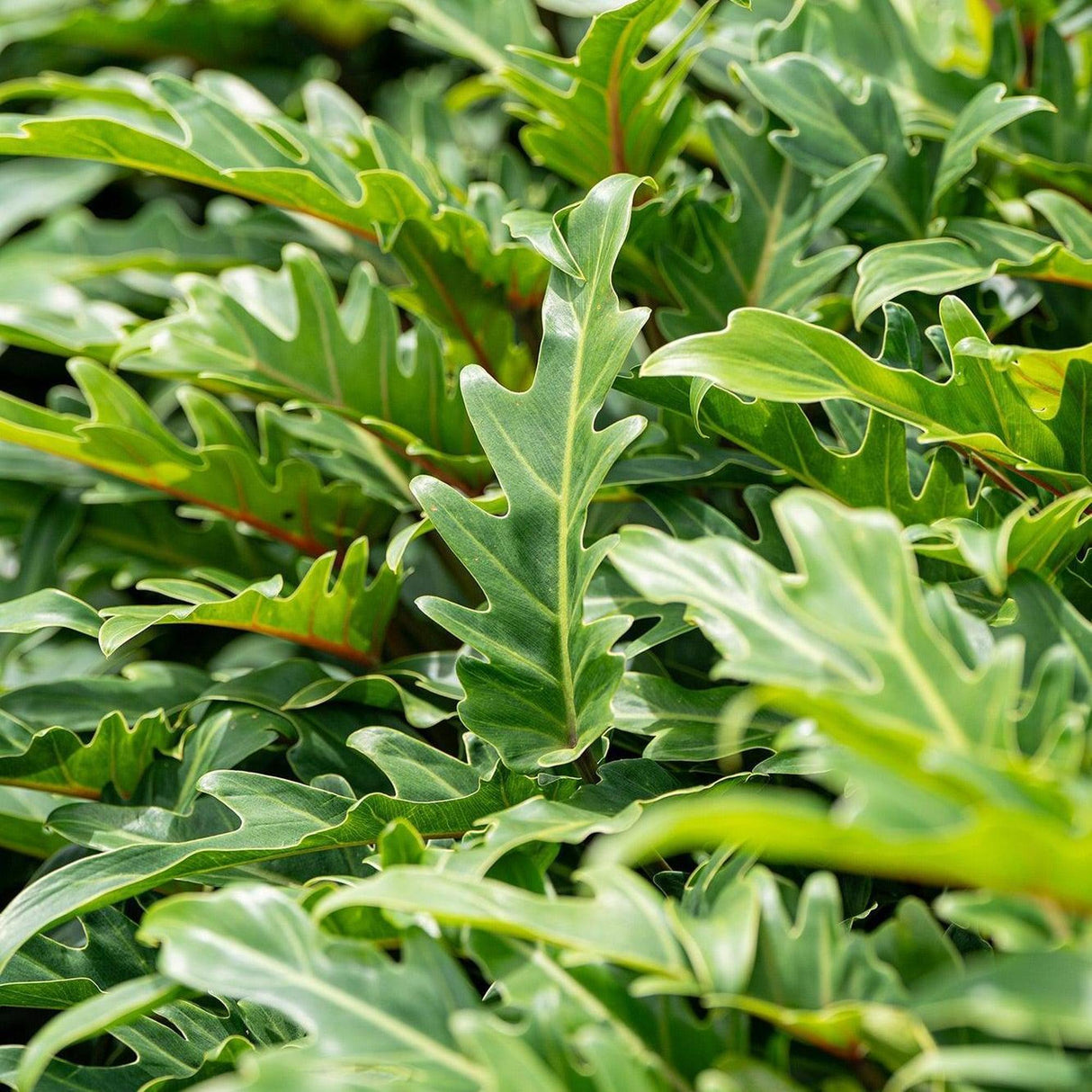 philodendron xanadu spacing Xanadu Philodendron - Philodendron xanadu