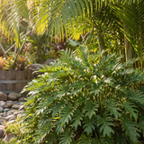 Sunlit tropical garden featuring lush green Xanadu Philodendron (Philodendron xanadu) and palm leaves near smooth river rocks, highlighting the beauty of this popular plant.
