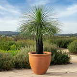 The Grass Tree - Xanthorrhoea glauca, an iconic Australian native with a black trunk and slender leaves, thrives in a large terracotta pot on the patio—drought-tolerant and perfect for outdoor spaces.