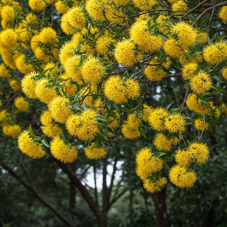 Golden Penda - Xanthostemon ‘Fairhill Gold’ features golden, fluffy flower clusters on tree branches set against vibrant green foliage.