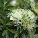 Golden Penda - Xanthostemon ‘Little Penda’ is a compact native tree with creamy white bottlebrush flowers featuring long stamens and lush dark green leaves, shown here in a close-up outdoor setting.
