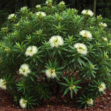 Golden Penda - Xanthostemon ‘Little Penda’ is a compact native shrub with long, narrow leaves and fluffy clusters of golden-yellow flowers, ideal for mulched garden beds.