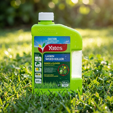 A bottle of Yates 500ml Bindii And Clover Lawn Weedkiller Concentrate rests on green grass, sunlight emphasizing its broadleaf weed control for your lawn.