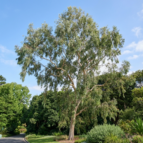 Yellow Box - Eucalyptus melliodora stands tall in the park, its slender trunk and wispy leaves framed by green foliage, while its honey-producing blossoms draw bees.