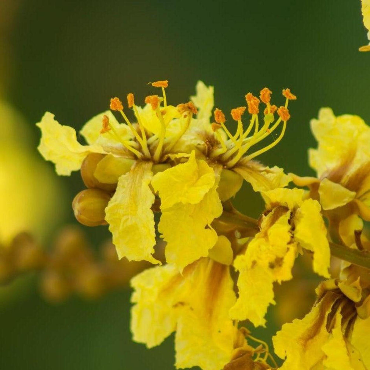 Close-up of a vibrant yellow flower from the Yellow Poinciana (Peltophorum pterocarpum), a tropical ornamental tree, highlighting its delicate petals and striking orange-tipped stamens.