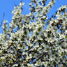 Yellow Tea Tree