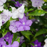 Yesterday, Today and Tomorrow - Brunfelsia latifolia-Evergreen,Flowering,Moderate Growing,Moderate Water,Outdoor,Partial Shade,Shrub-Nursery Near Me