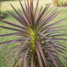 Yucca desmetiana