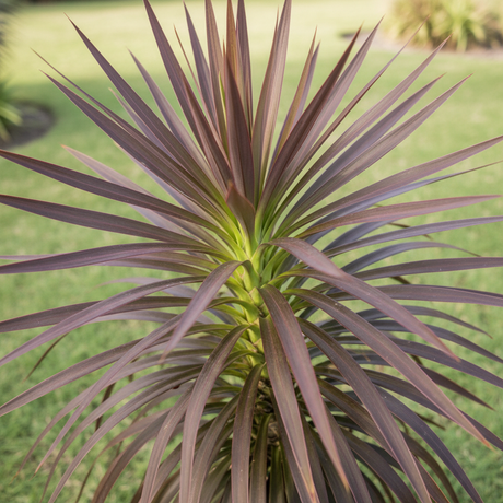 A close-up of a spiky, red-brown Yucca desmetiana with green tips showcases its architectural foliage and drought tolerance, adding striking texture and color to any landscape.