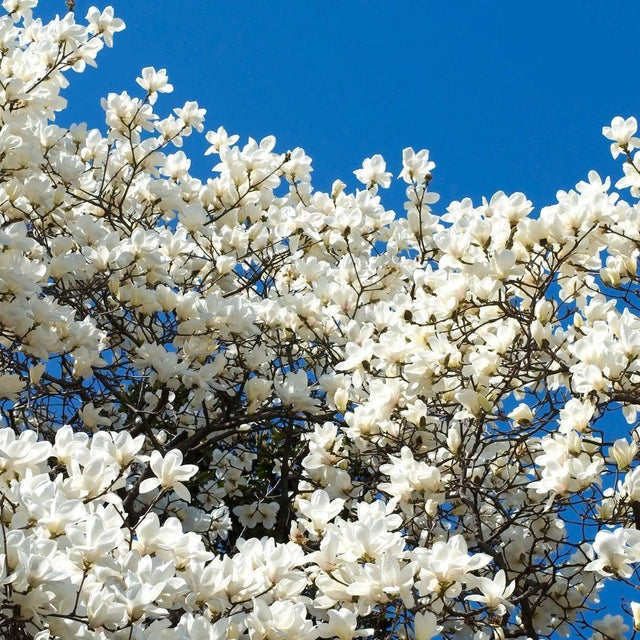 Yulan Magnolia - Magnolia denudata 'Yulan'-Deciduous,Flowering,Full Sun,Moderate Growing,Moderate Water,Outdoor,Tree-Nursery Near Me