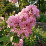 Yuma Crepe Myrtle