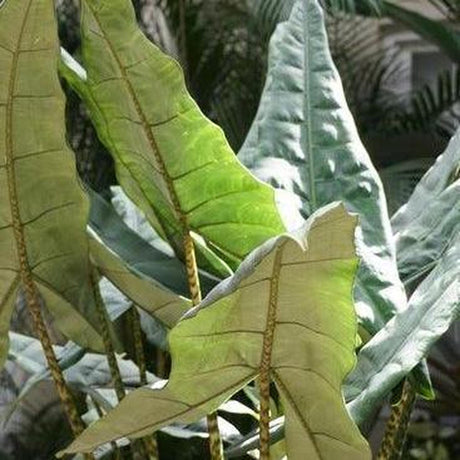 Zebra Plant - Alocasia zebrina-Evergreen,Fast Growing,Indoor,Moderate Water,Ornamental,Partial Shade,Tropical-Nursery Near Me