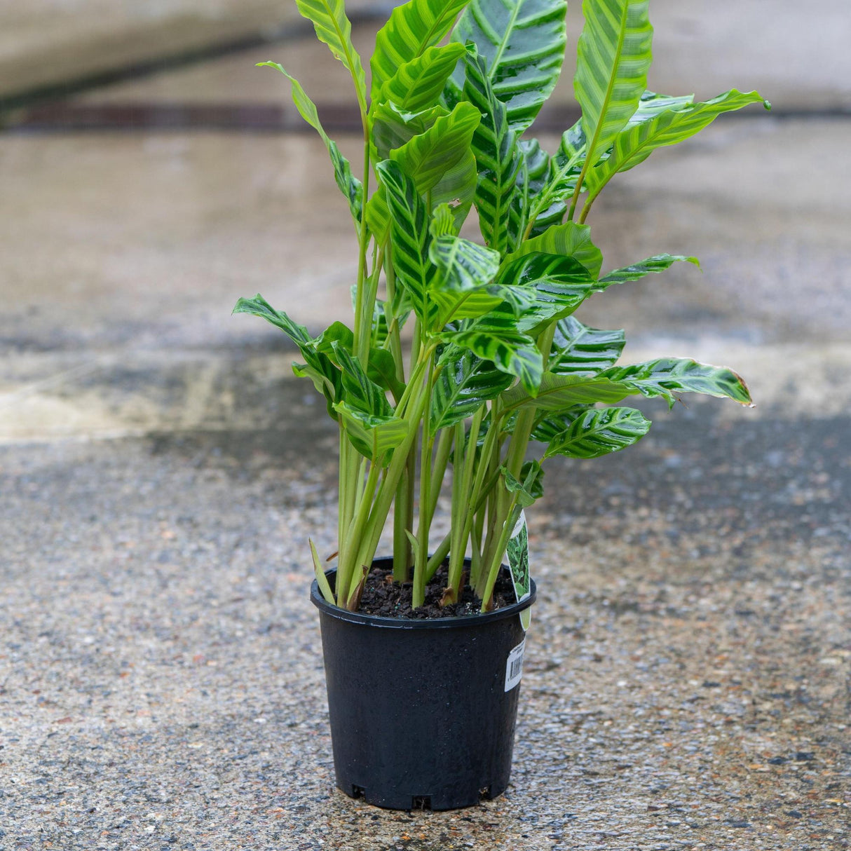 Zebra Plant - Calathea zebrina-Evergreen,Indoor,Moderate Growing,Moderate Water,Ornamental,Partial Shade,Tropical-Nursery Near Me