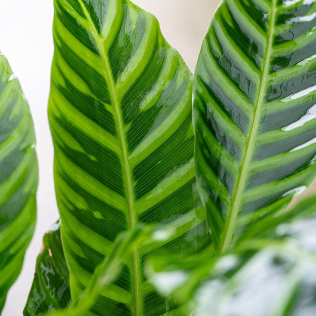 Zebra Plant - Calathea zebrina-Evergreen,Indoor,Moderate Growing,Moderate Water,Ornamental,Partial Shade,Tropical-Nursery Near Me