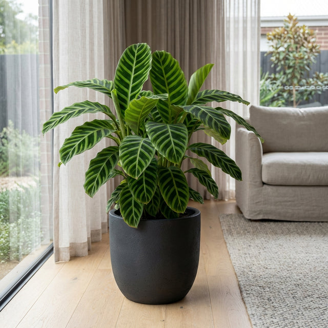 zebra leaf indoor plant Zebra Plant - Calathea zebrina