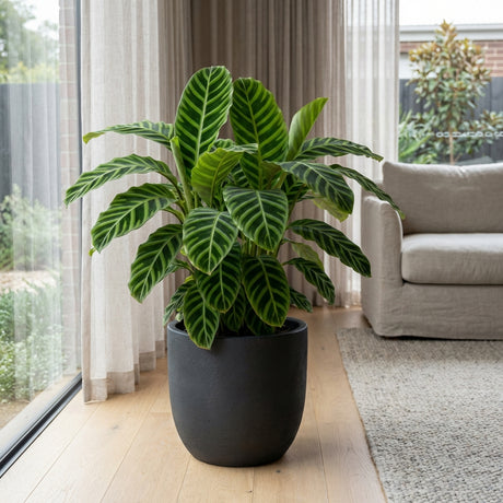 A large potted Zebra Plant - Calathea zebrina with striped green leaves sits by a window and beige sofa on a wooden floor, adding elegance and serving as an air-purifying indoor plant.