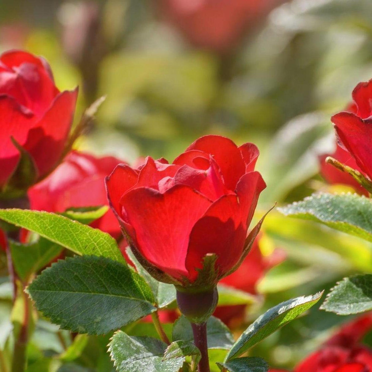 Zepeti Rose - Rosa 'Zepeti'-Deciduous,Flowering,Full Sun,Moderate Growing,Moderate Water,Outdoor,Shrub-Nursery Near Me