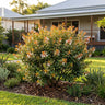Abelia Suntastic Peach