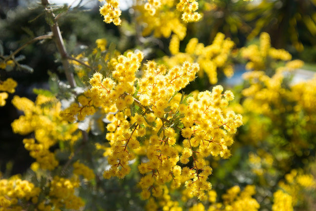 Cootamundra Wattle - Acacia baileyana - Brisbane Plant Nursery