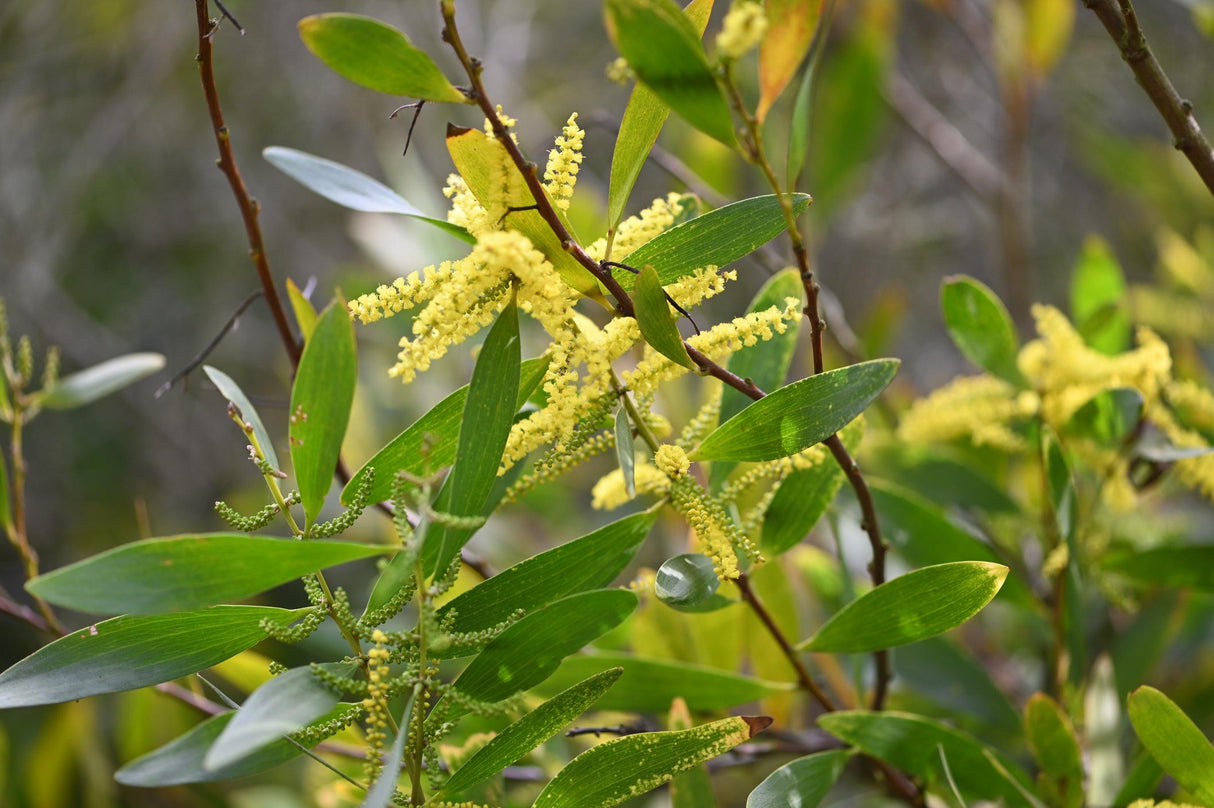 Golden Wattle - Acacia pycnantha - Brisbane Plant Nursery