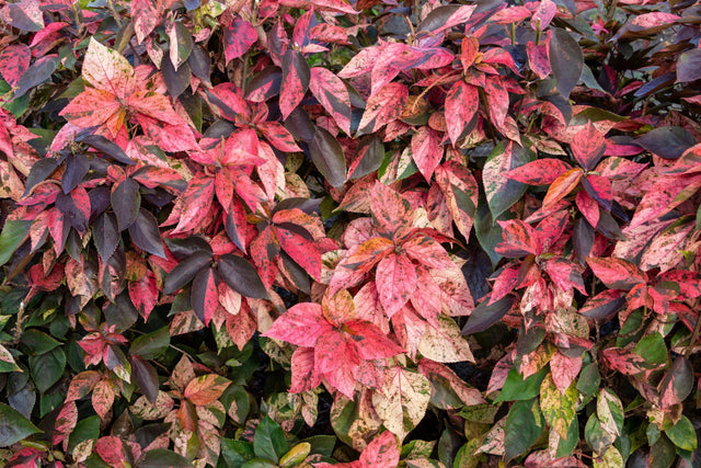 Copperleaf - Acalypha wilkesiana - Brisbane Plant Nursery