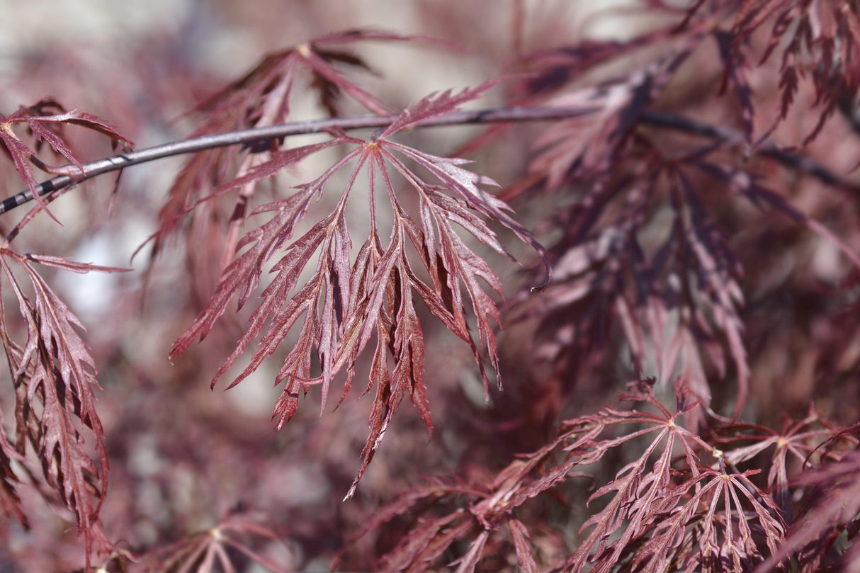 Inaba Shidare Japanese Maple Tree - Acer palmatum dissectum 'Inaba Shidare' - Brisbane Plant Nursery