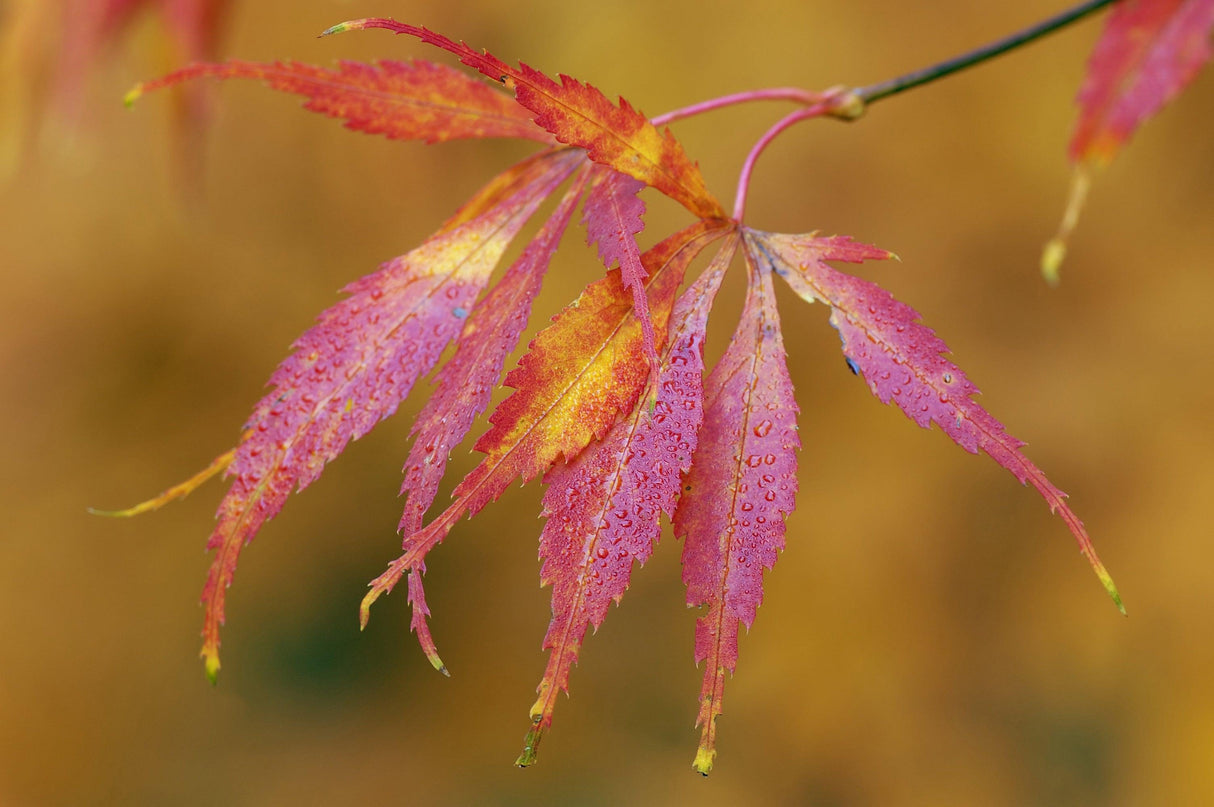 Elegans Japanese Maple - Acer palmatum 'Elegans' - Brisbane Plant Nursery