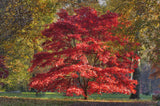 Japanese Maple Tree - Acer palmatum - Brisbane Plant Nursery