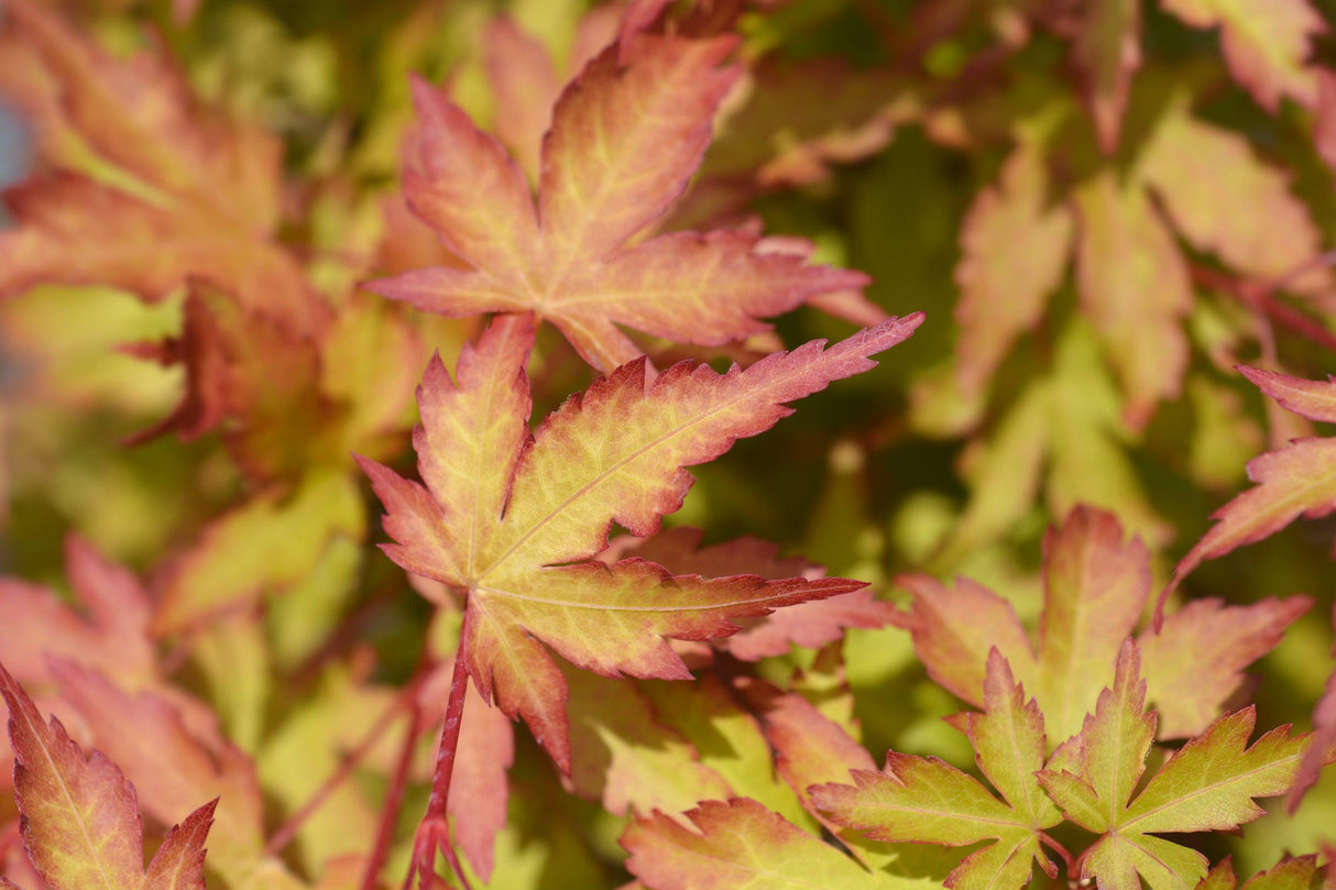 Sango Kaku Japanese Maple - Acer palmatum 'Sango Kaku' - Brisbane Plant Nursery