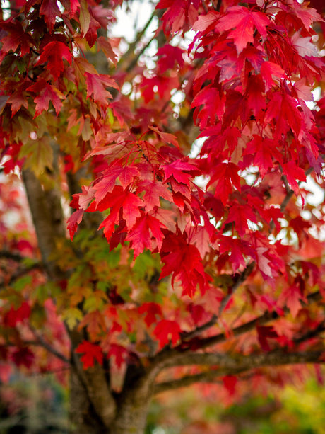 Frank Jr Japanese Maple - Acer rubrum 'Frank Jr Redpointe' - Brisbane Plant Nursery