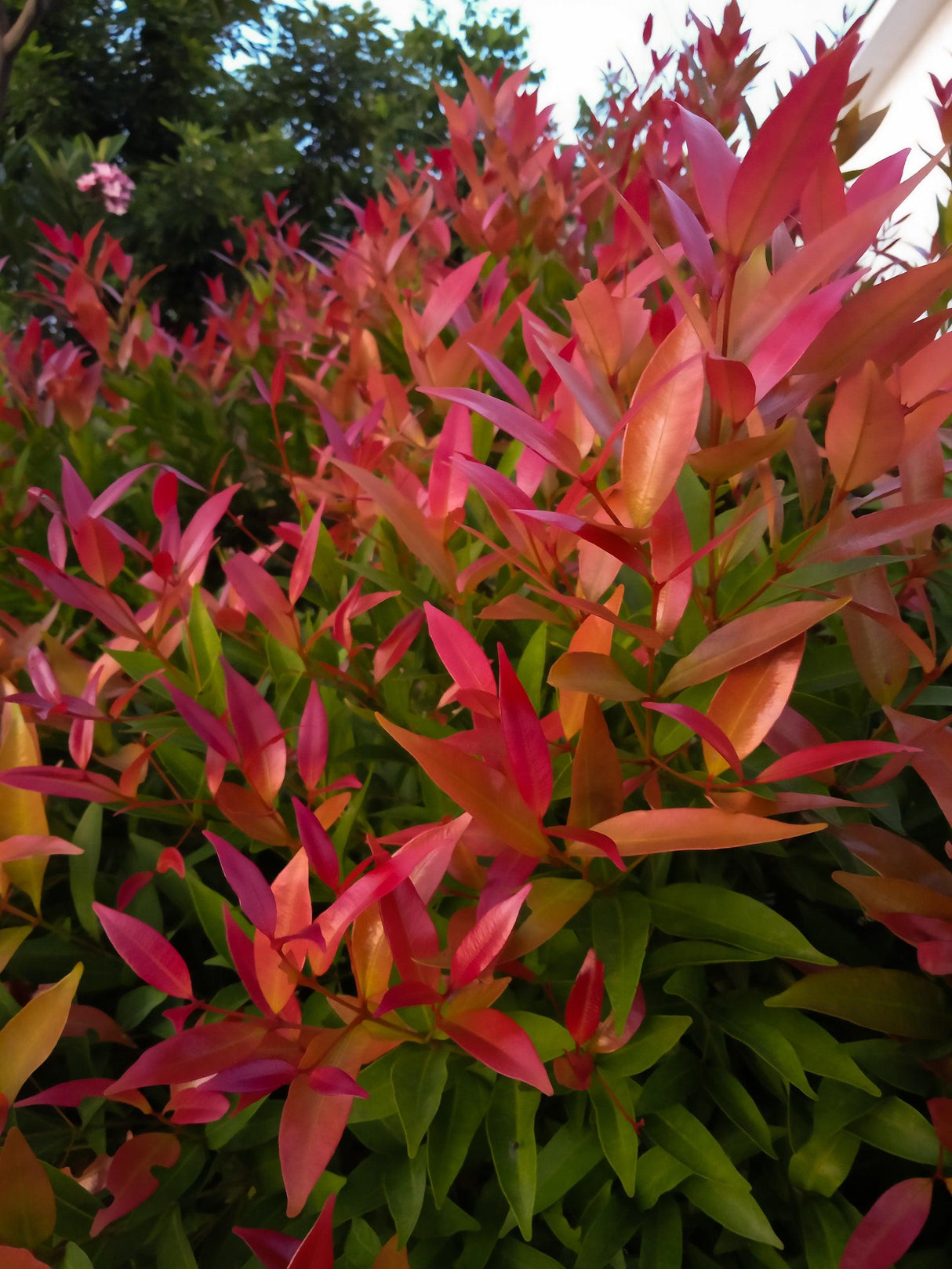 Purple Rain Lilly Pilly - Syzygium australe 'Purple Rain' - Brisbane Plant Nursery