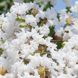 Acoma Crepe Myrtle