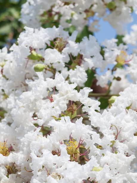 Acoma Crepe Myrtle - Lagerstroemia 'Acoma' - Brisbane Plant Nursery