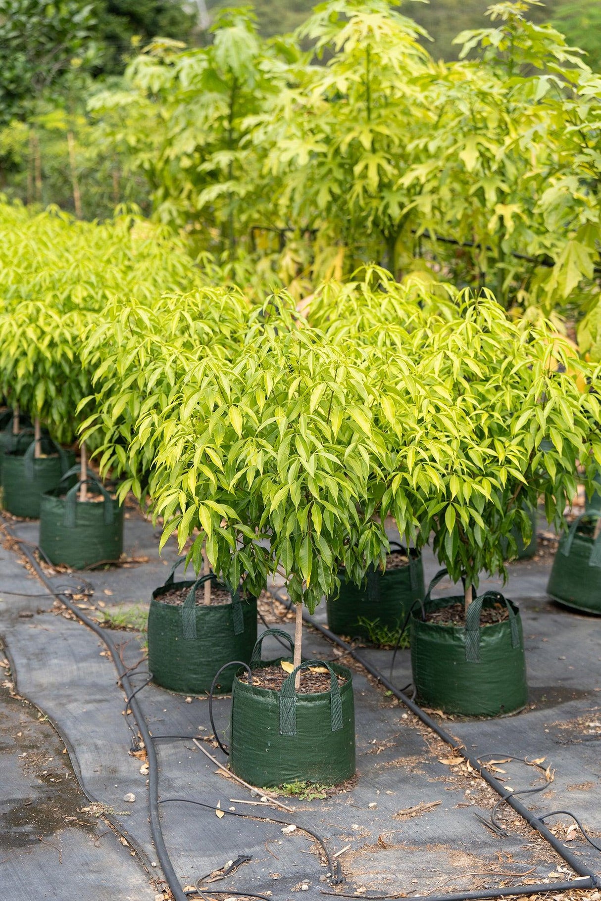 Fraser Island Apple - Acronychia imperforata - Brisbane Plant Nursery