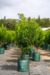 Fraser Island Apple - Acronychia imperforata - Brisbane Plant Nursery