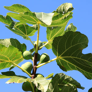 Adam Fig Tree