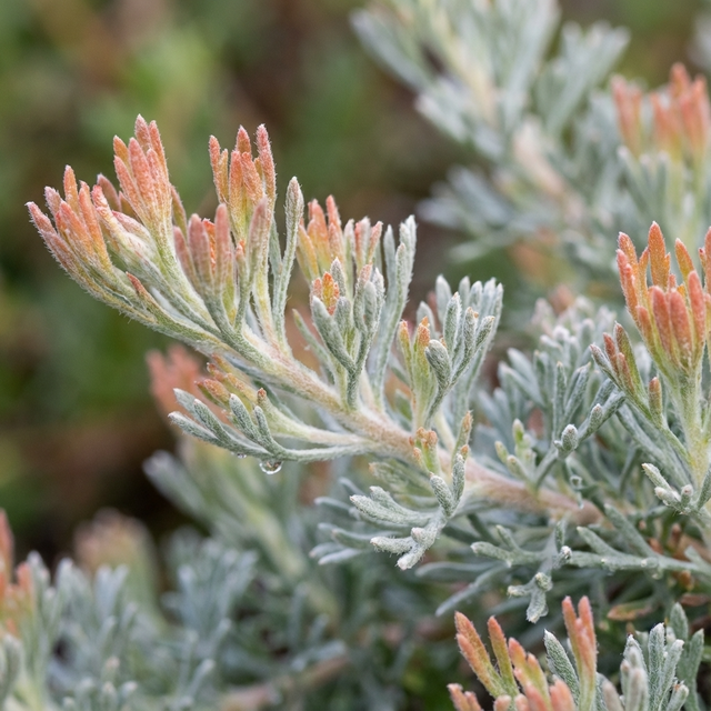 Close-up of Adenanthos - Albany woollybush, an Australian native with silvery-green narrow leaves and orange-tipped buds, shown against a blurred background.