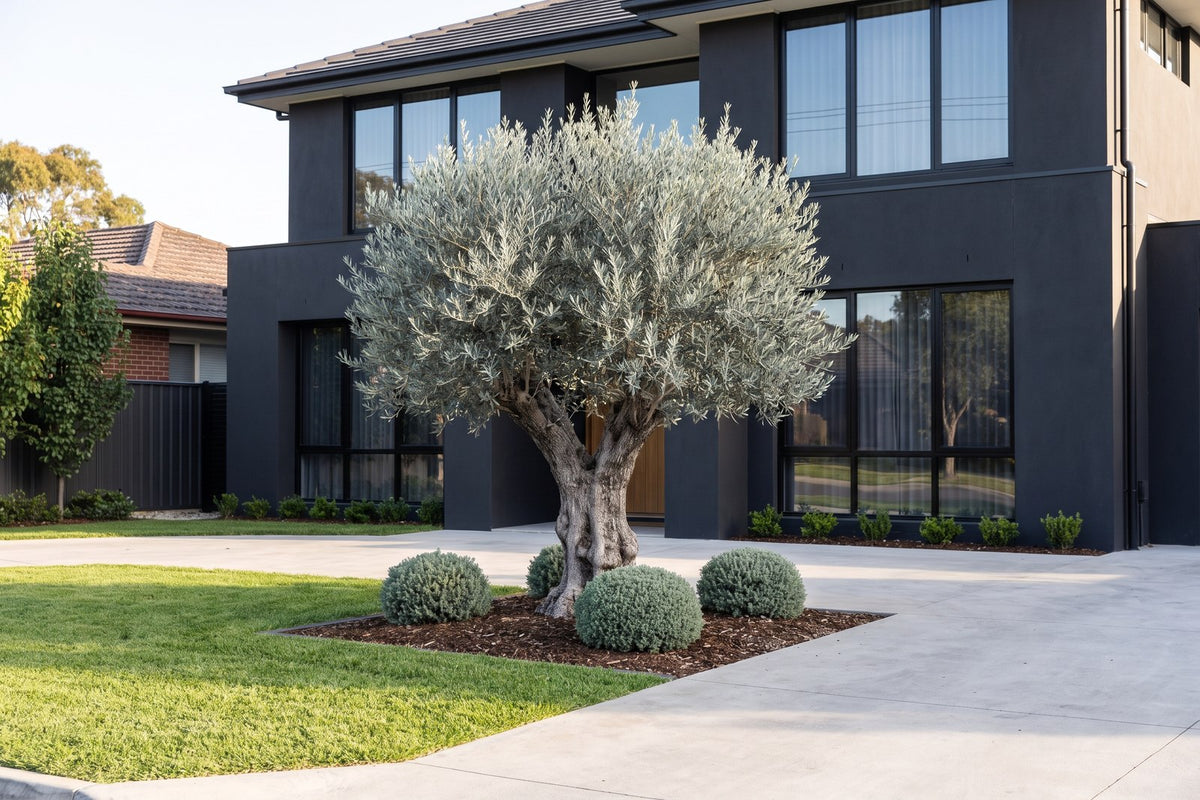 Advanced olive tree with silver foliage standing out against a dark charcoal modern house facade