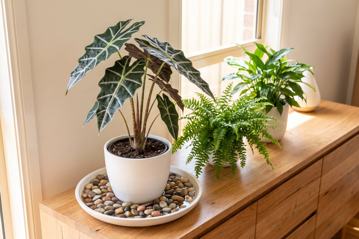 African mask plant on a pebble tray grouped with other indoor plants for humidity