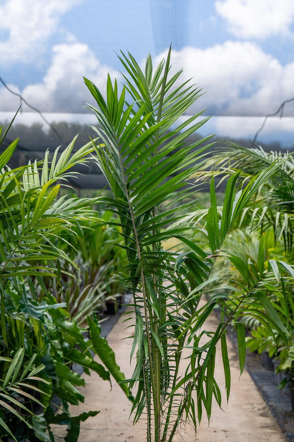 African Oil Palm - Elaeis guineensis - Brisbane Plant Nursery