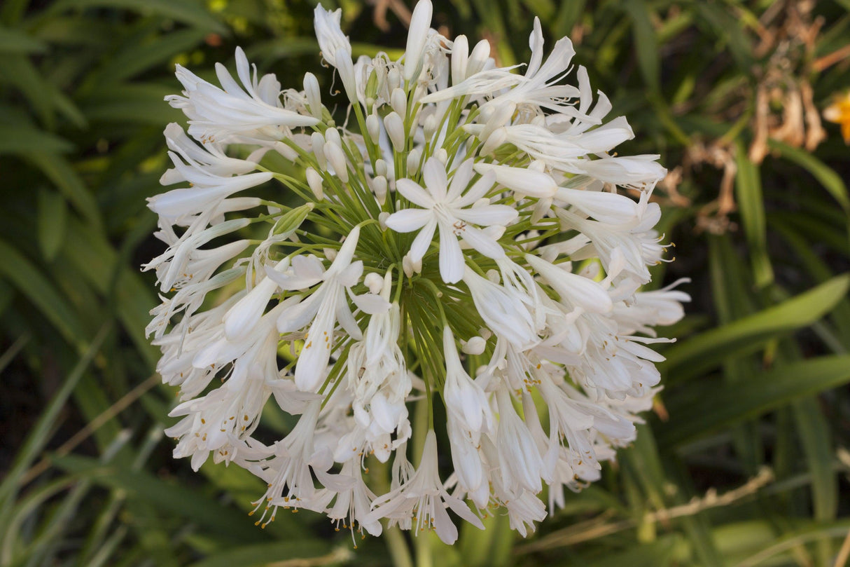 Africanus White Agapanthus - Agapanthus 'Africanus White' - Brisbane Plant Nursery