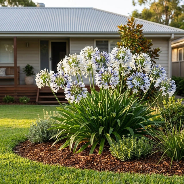Agapanthus Big Blue Eyes - Agapanthus 'Big Blue Eyes'
