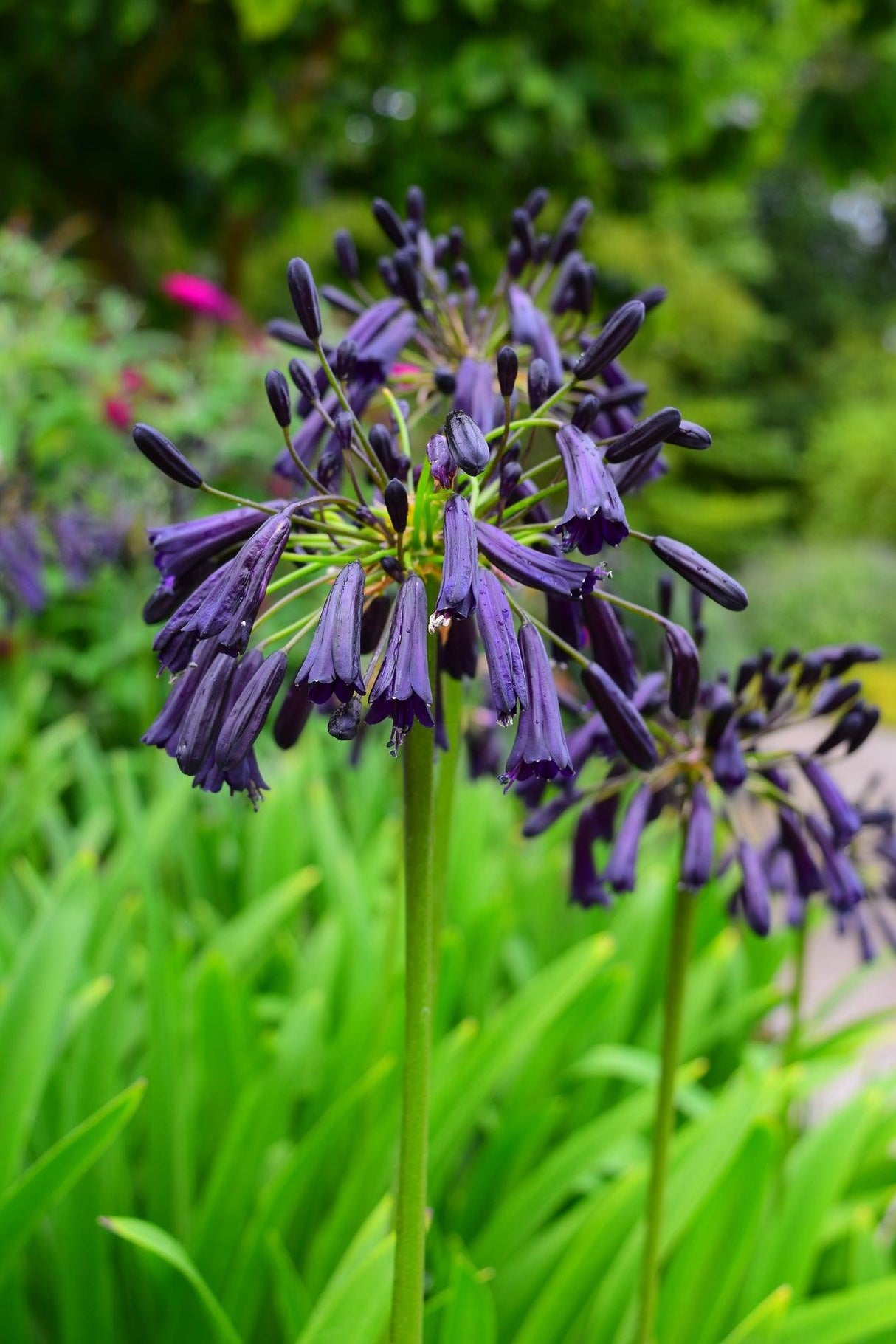 Black Magic Agapanthus - Agapanthus 'Black Magic' - Brisbane Plant Nursery