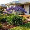 Buccaneer™ Agapanthus
