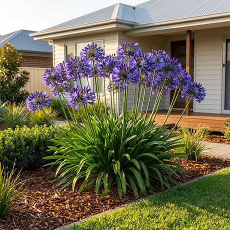 Agapanthus Buccaneer - Agapanthus 'Buccaneer'