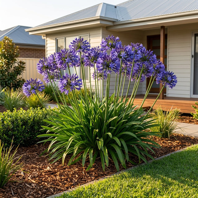 Agapanthus Buccaneer - Agapanthus 'Buccaneer'